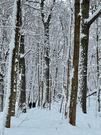 Pine trees in forest during winter