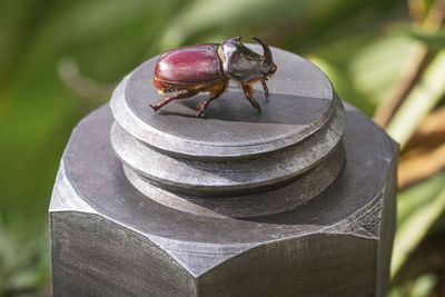 Rhinoceros beetle on a metal screw