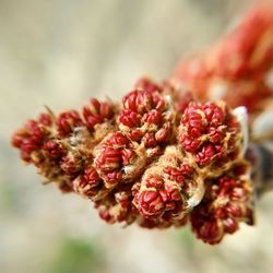 Close-up of plant