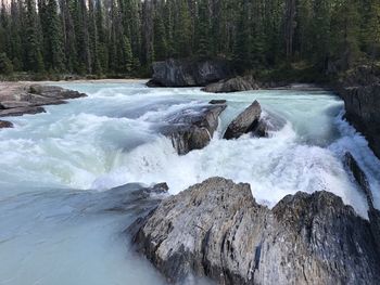 Scenic view of waterfall in forest