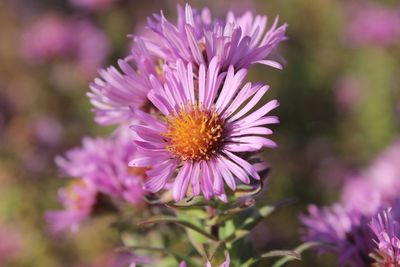 Close-up of pink cosmos flower