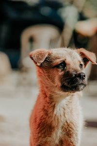 Close-up of a dog looking away