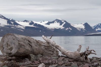 Driftwood on snowcapped mountain against sky