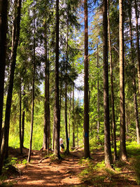 Pine trees in forest