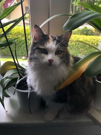 Portrait of cat sitting on potted plant at home