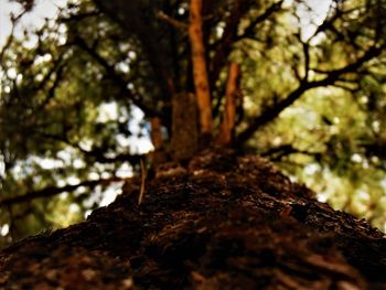 Close-up of tree trunk in forest