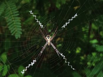 Close-up of spider web