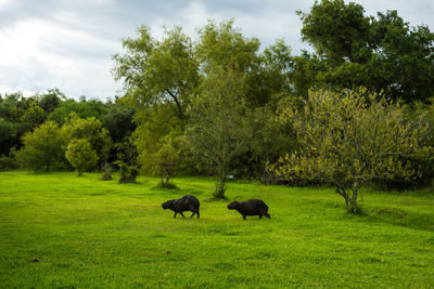 Horses grazing in a field