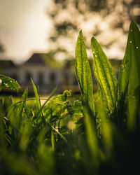 Close-up of fresh green plant in field