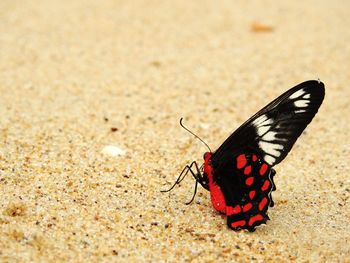 Close-up of butterfly on the ground