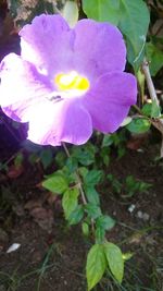 Close-up of purple flowers blooming outdoors