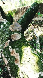 Close-up of moss on rock