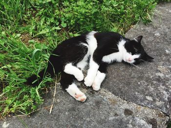 Cat relaxing on grass