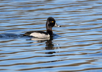 Duck swimming in lake