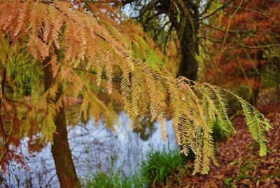 Close-up of pine tree
