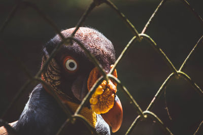 Close-up portrait of a bird