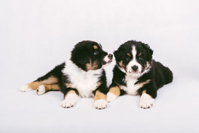 Dogs sitting on white background