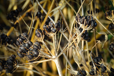 Close-up of dried plant