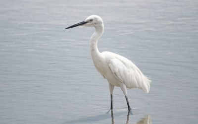 Side view of a bird in lake