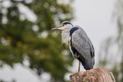 Close-up of gray heron perching on wooden post