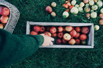 Cropped hand woman filling container with apples on grassy field