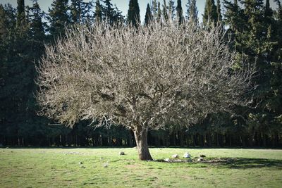 Trees on field against sky