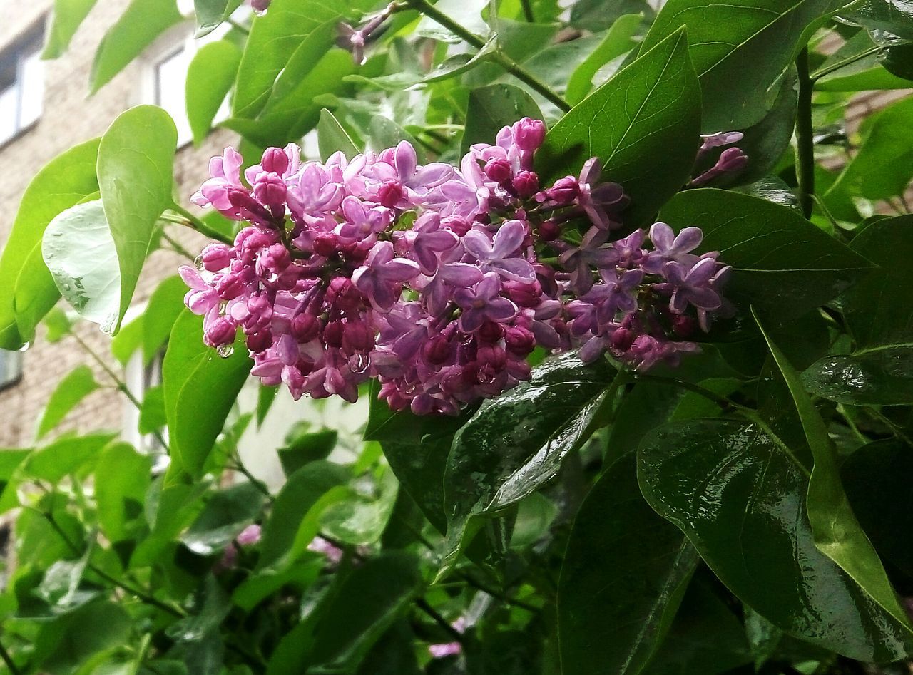 growth, leaf, freshness, flower, beauty in nature, plant, fragility, green color, nature, close-up, pink color, petal, blooming, outdoors, no people, day, focus on foreground, flower head, blossom, botany