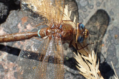 Close-up of insect