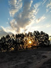 Silhouette trees on field against sky at sunset