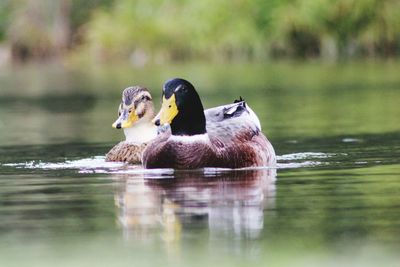 Close-up of duck swimming in lake