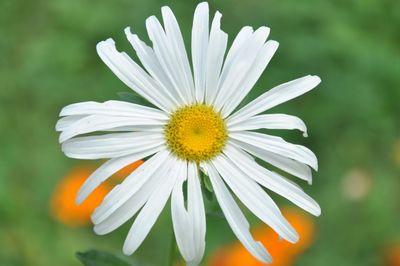 Close-up of white flower blooming outdoors