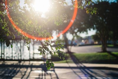 Close-up of plant against sky on sunny day