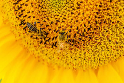 Bees on sunflower