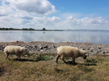 View of sheep on field against sky