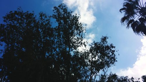 Low angle view of silhouette trees against sky