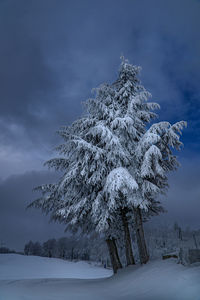 Snow covered tree against sky