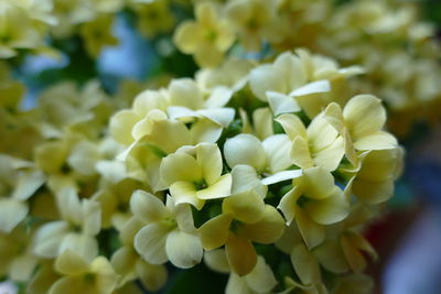 Close-up of yellow flowering plant