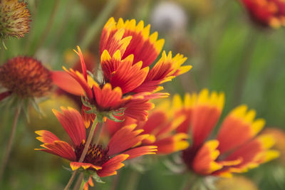 Close-up of red flowering plant