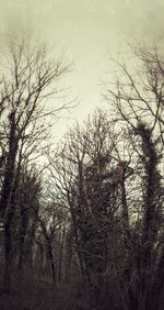 Bare trees against sky