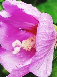 Close-up of wet pink rose flower