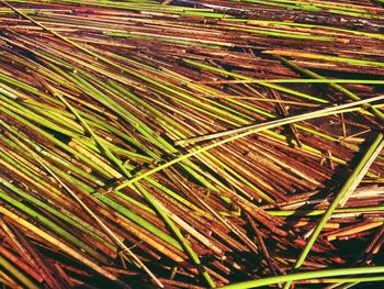 Full frame shot of crop in field