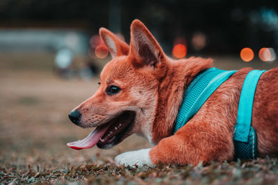 Close-up of a dog looking away