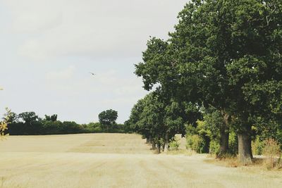 Trees growing on field against sky