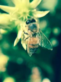 Close-up of insect on flower