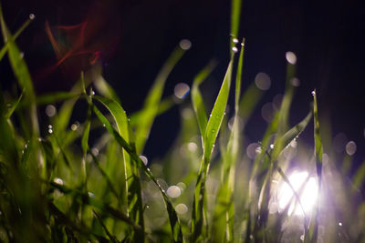 Close-up of water drops on grass