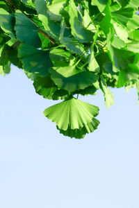 Close-up of green leaves against blue sky