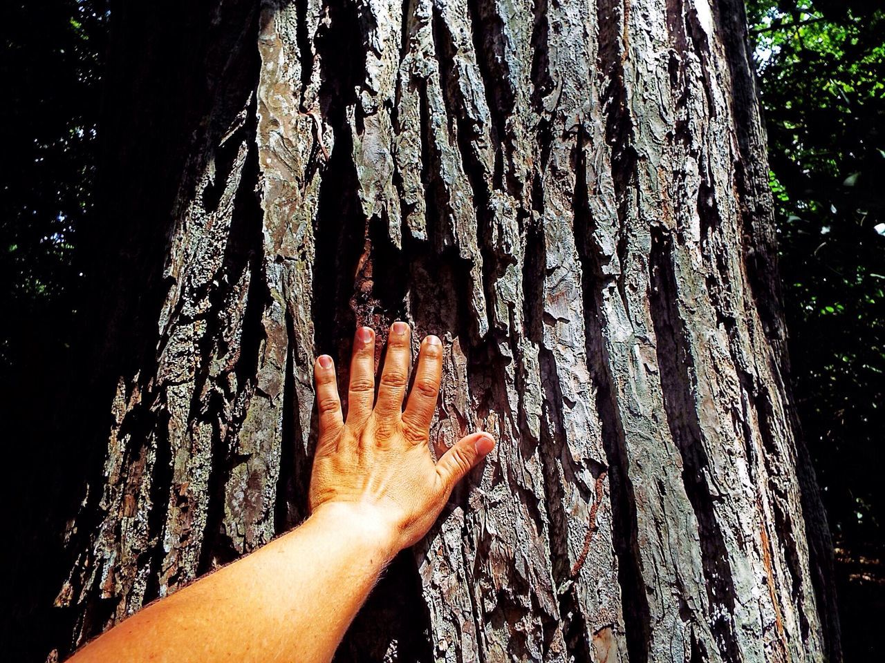 person, tree, tree trunk, part of, lifestyles, personal perspective, cropped, human finger, unrecognizable person, holding, leisure activity, sunlight, nature, low section, growth