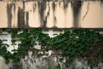 Full frame shot of wall with ivy