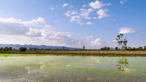 Wide angle scence of rice field front of mountain and blue sky with white clouds reflection on water