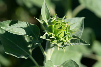 Close-up of green plant